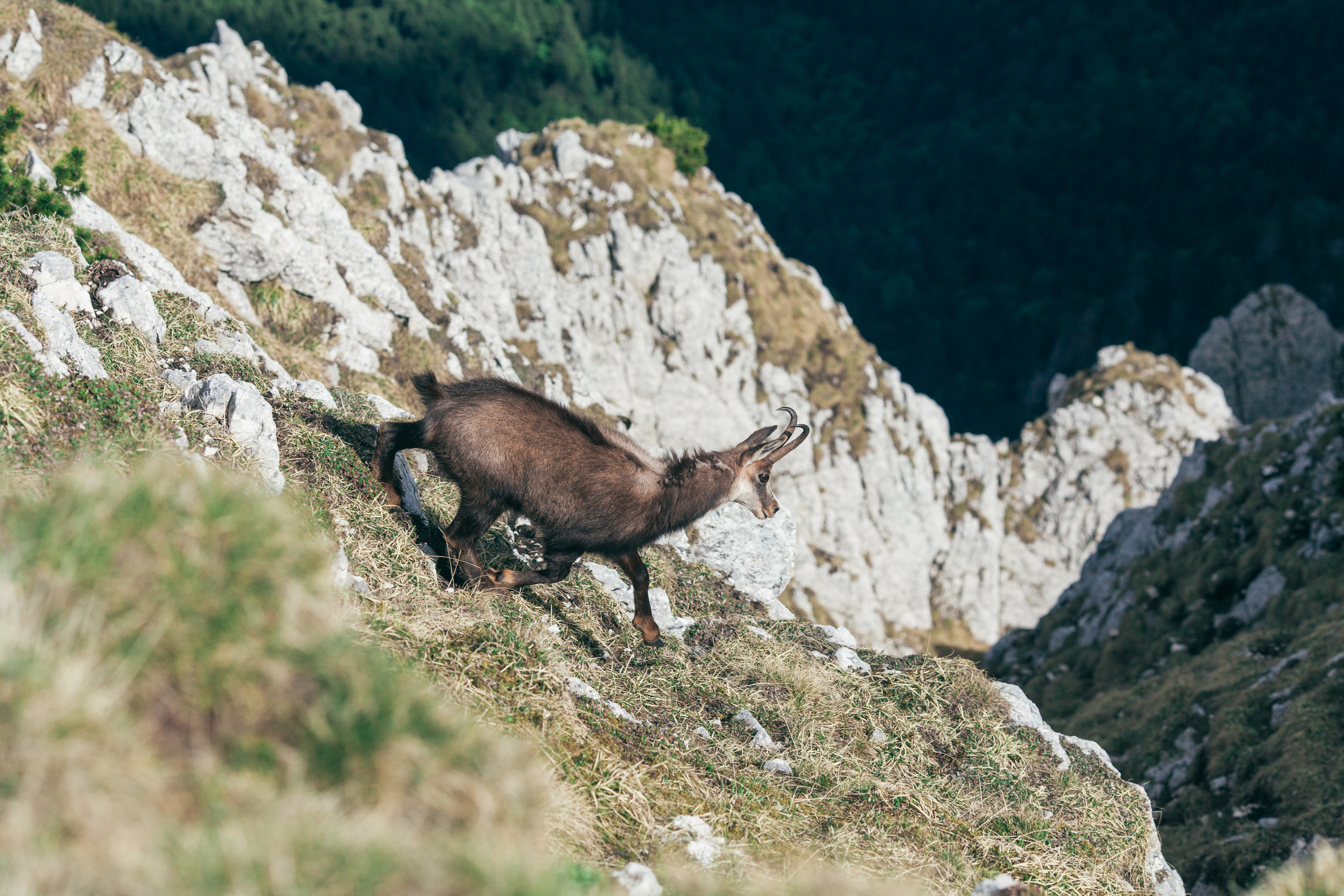 Faună montană în zona Piatra Craiului