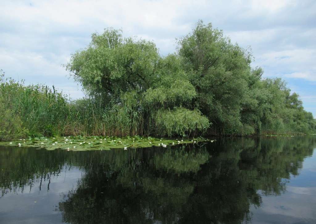 Canal liniștit cu vegetație în Delta Dunării