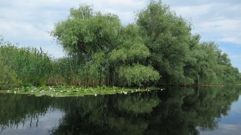 Canal liniștit cu vegetație în Delta Dunării