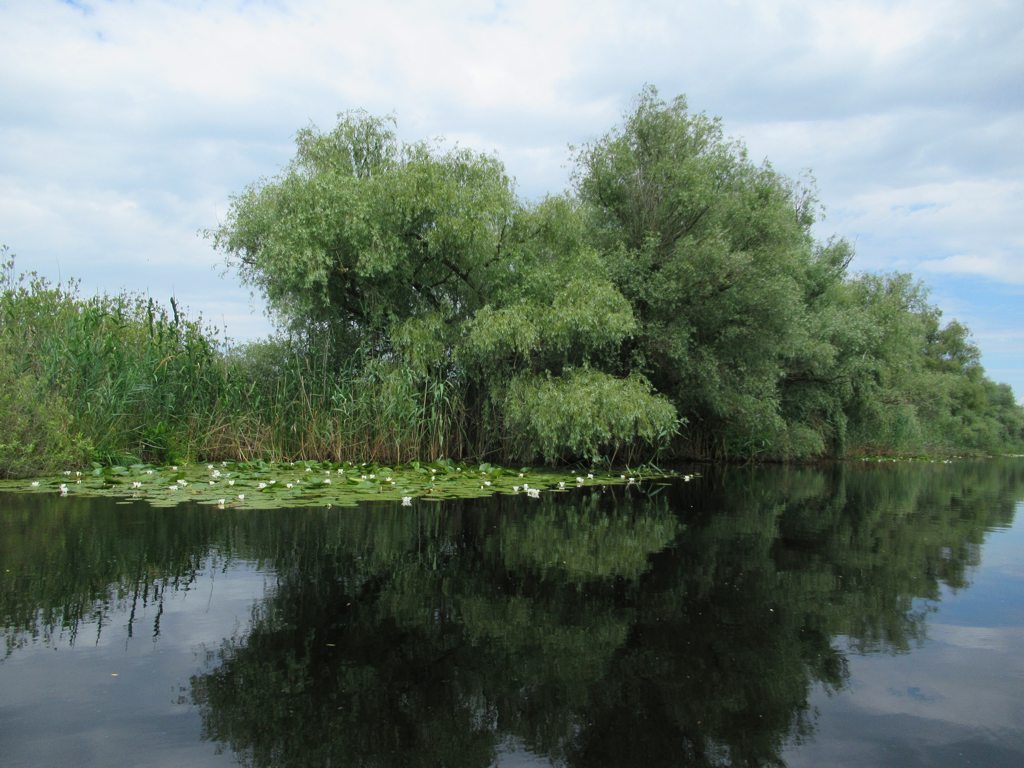Canal liniștit cu vegetație în Delta Dunării