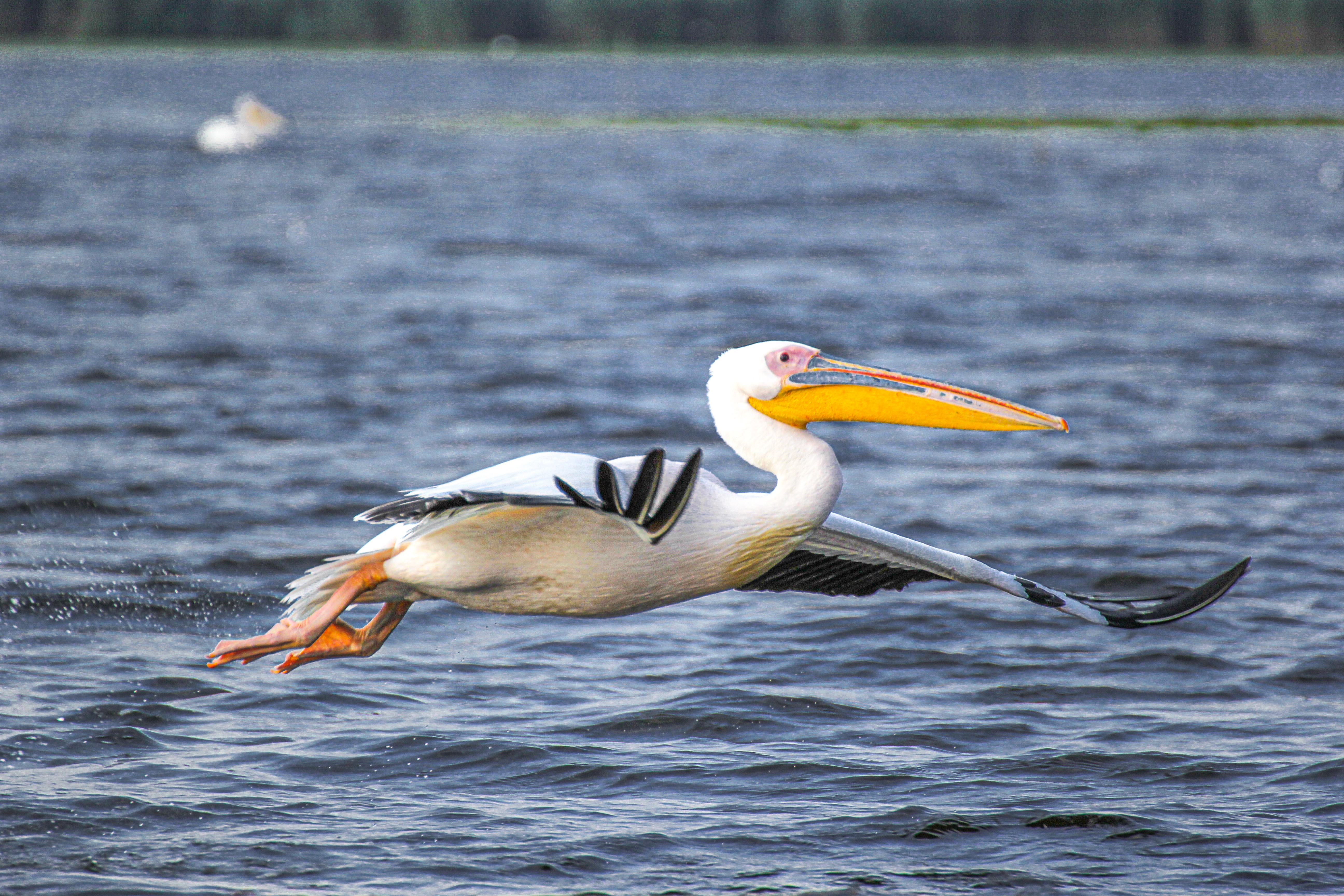 Pelican care decolează de pe apă în Delta Dunării