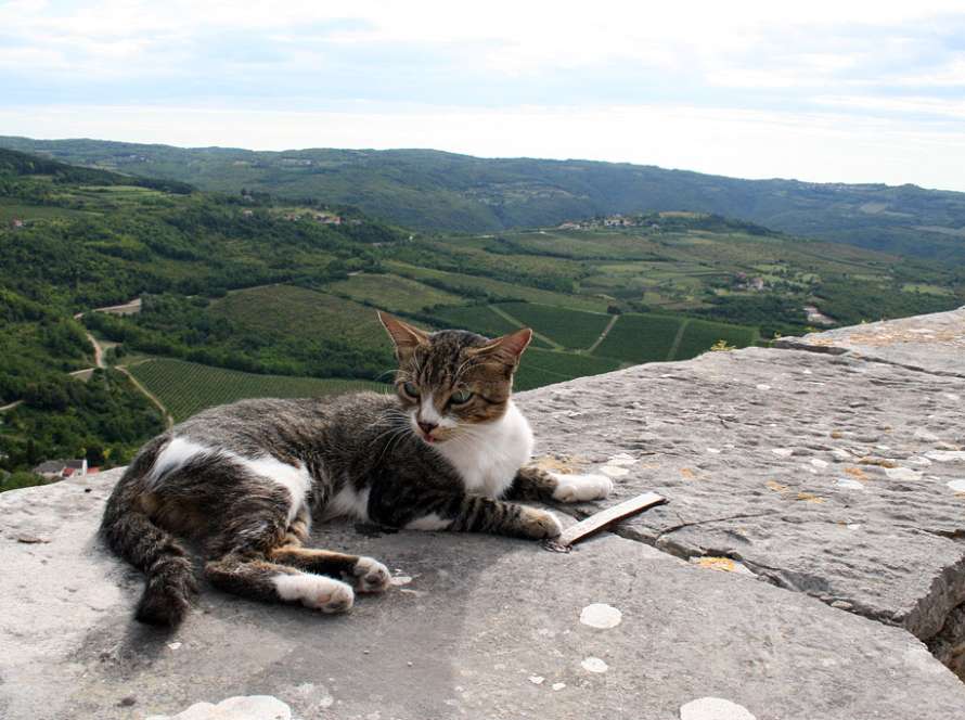 Vedere de pe zidurile orașului Motovun