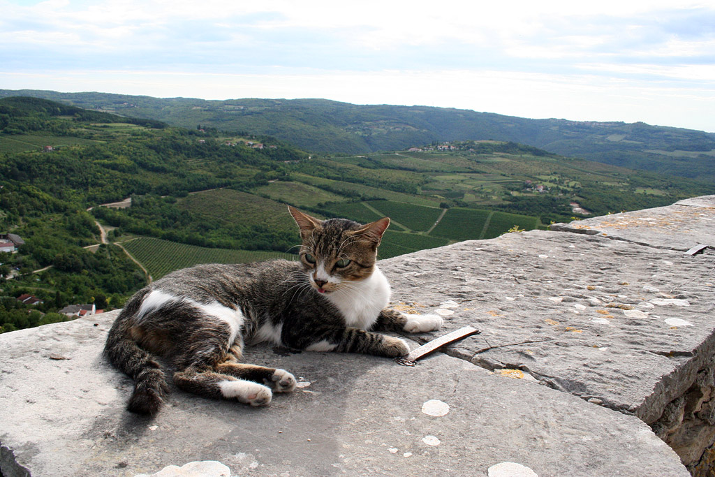 Vedere de pe zidurile orașului Motovun